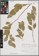 Foto von Salix excelsa var. rodinii A. K. Skvortsov